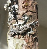 Pseudevernia furfuracea var. furfuracea image