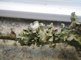 Cetrelia olivetorum image