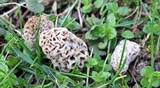Morchella americana image