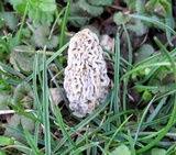Morchella americana image