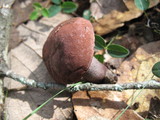 Sutorius eximius image