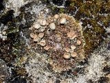 Cladonia magyarica image