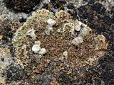 Cladonia magyarica image
