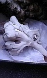 Grifola frondosa image