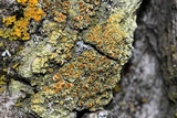 Gyalolechia flavorubescens image