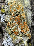 Gyalolechia flavorubescens image