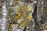 Gyalolechia flavorubescens image