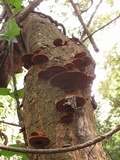 Phellinus gilvus image