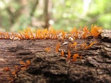 Calocera cornea image