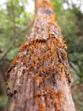 Calocera cornea image