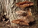 Fomitiporia robusta image