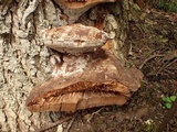 Fomitiporia robusta image