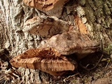 Fomitiporia robusta image