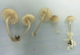 Mycena rubromarginata image