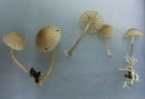 Mycena rubromarginata image