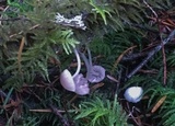 Mycena rubromarginata image