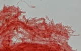 Mycena rubromarginata image