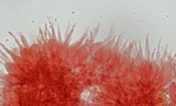 Mycena rubromarginata image