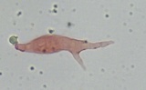 Mycena rubromarginata image