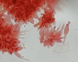 Mycena rubromarginata image