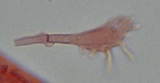 Mycena rubromarginata image