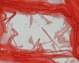 Mycena rubromarginata image