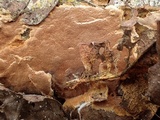 Fuscoporia ferrea image