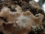 Dendrothele candida image