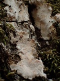 Dendrothele candida image