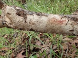 Stereum sanguinolentum image