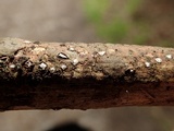 Propolis farinosa image