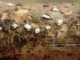 Propolis farinosa image