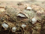 Propolis farinosa image