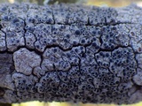 Rinodina oleae image