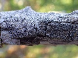 Rinodina oleae image