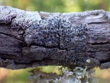 Rinodina oleae image