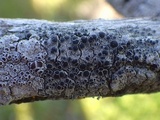 Rinodina oleae image