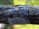 Rinodina oleae image