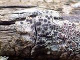 Rinodina oleae image