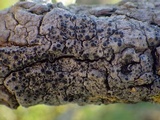 Rinodina oleae image