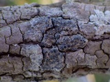 Rinodina oleae image