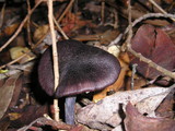 Entoloma nigroviolaceum image
