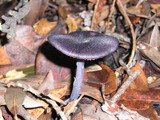 Entoloma nigroviolaceum image