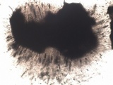 Nemania maritima image