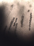 Nemania maritima image