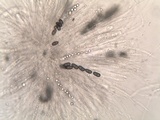 Nemania maritima image