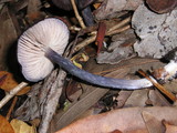 Entoloma nigroviolaceum image