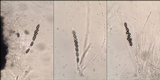 Nemania maritima image