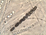 Nemania maritima image