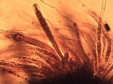 Nemania maritima image